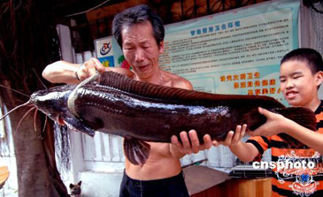 Record photograph for Clarias fuscus